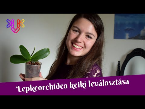, title : 'Lepkeorchidea keiki leválasztása és átültetése | Orchidea keiki  leválasztása lépésről-lépésre'