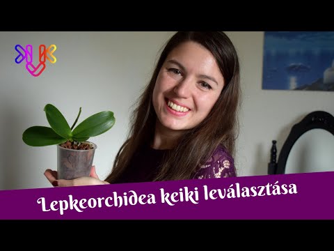 Típusú féregintézkedések a féregbetegségek megelőzésére. Parazita angolul, Parazita angolul