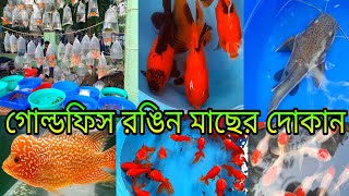 গোল্ডফিস রঙিন মাছের দোকান | Aquarium Fish Shop Near Me | Fish Shop Near Me | Serampore Fish Market