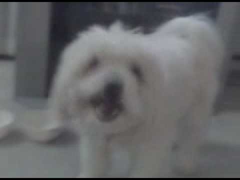 chico eating his food