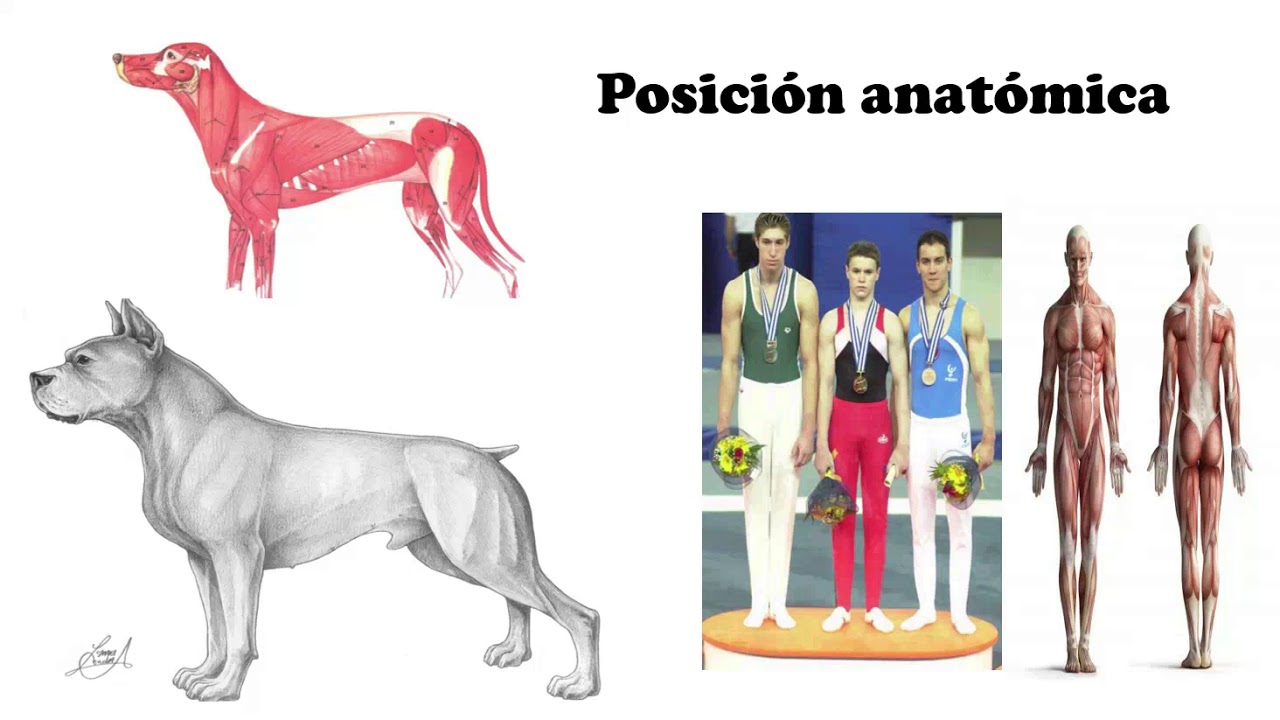 ANATOMÍA VETERINARIA INTRODUCCIÓN