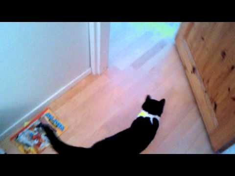 Amazing jedi cat opens the door with force!!!