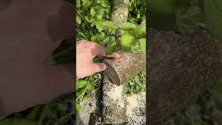 harvesting a piece of dogwood - in 4 years it will have dried - cheers, reto #woodworking #tree