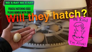 I ordered these TINY hatching eggs from eBay!!!