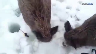 Форум рыболовы урала