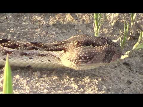The Puff adder in the wilderness