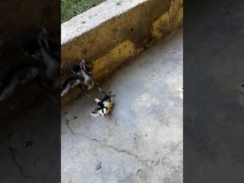 4 günlük heyrati dalasir