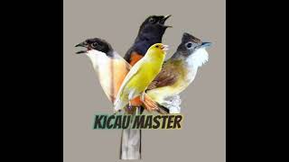 Download lagu Kicau Master: Kombinasi Mewah Siap Lomba mp3