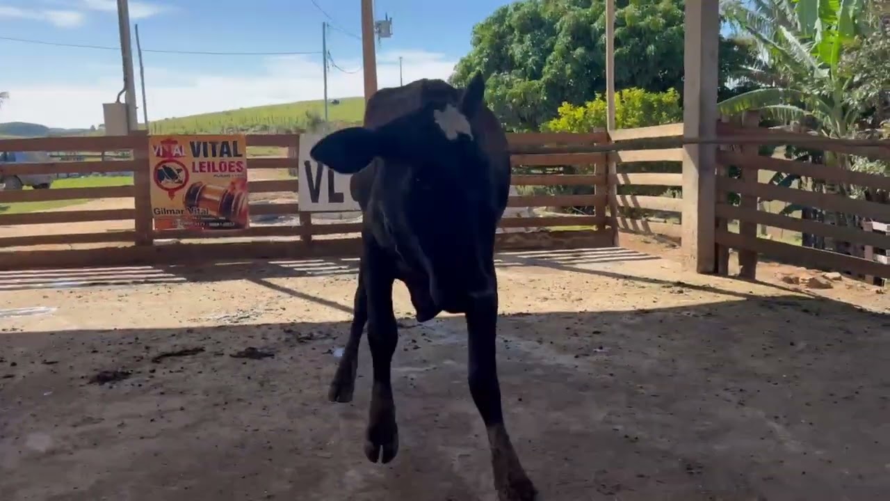 LOTE 53