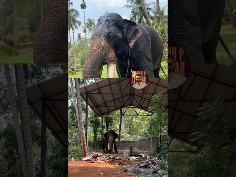 ആനക്ക് മതംപൊട്ടുന്നത് #elephant