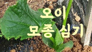 오이 모종 심는방법