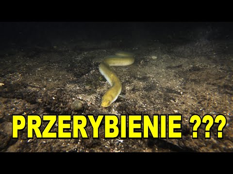 NURKOWANIE 15,06,2024 JEZIORO MORZYCKO