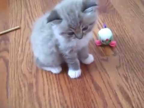 Kaerik RagaMuffin Kittens - www.kaerikrags.com