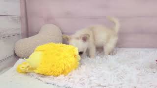 チワワ（ロング）の動画01