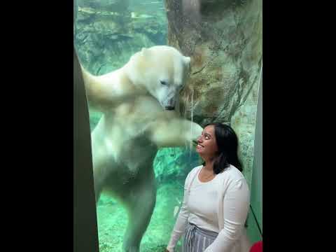 Polar bear attacks woman