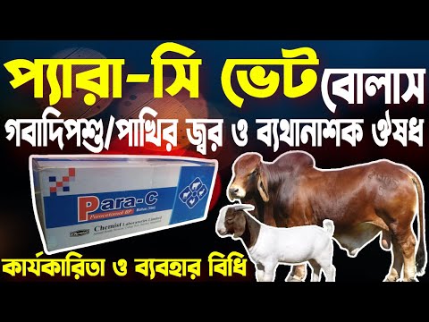 Para-C Bolus |গবাদিপশু পাখীর জ্বর ও ব্যথানাশক ঔষধ |প্যারা-সি ভেট বোলাস নিয়ে বিস্তারিত তথ্য ও আলোচনা|