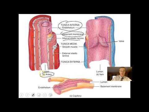 Blood Vessels and Hemodynamics Part 1