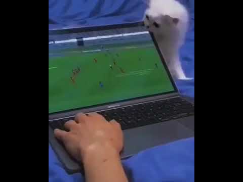 When your cat destroy your laptop