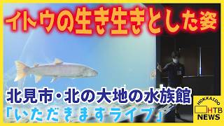 日本最大の淡水魚・イトウの捕食の様子を間近で…北見市・北の大地の水族館で「いただきますライブ」開催