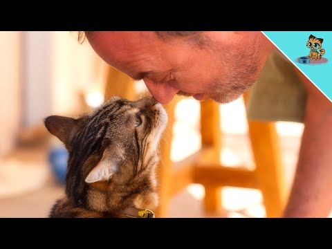 THIS Is How Much Cats Mirror Our Souls! (UNBELIEVABLE)