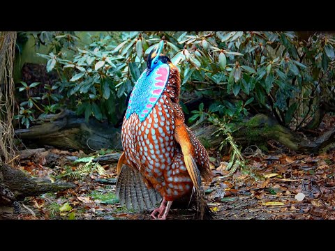 Temminckov tragopan — kompletný tok 60fps