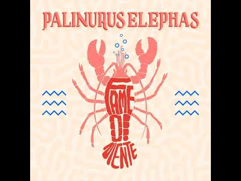 Palinurus Elephas - Ursula Andress