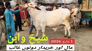 Download lagu Sheikhwan Mandi First March Mall Or Kharidar Dono Gaib | @MandiBoy8080 | Zeeshan khan  mp3