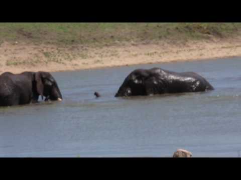 Elephants sorting each other out or just playing