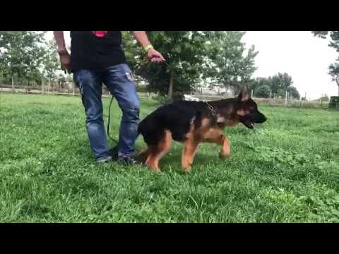 Quantum Von Schonen Rosen 4 mesi e mezzo