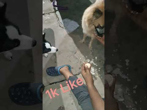 #pakistani #pomelion #dog 🐶🐕#trending #viral #shorts #gulzar #short