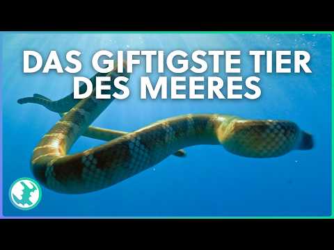 Das Wunder am Meeresboden: Atemberaubendes Korallenriff