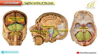 Cerebellum Cadaveric Gross Anatomy 🧠 Lobes, Surfaces, Fissures & Internal Structures | USMLE Step 1