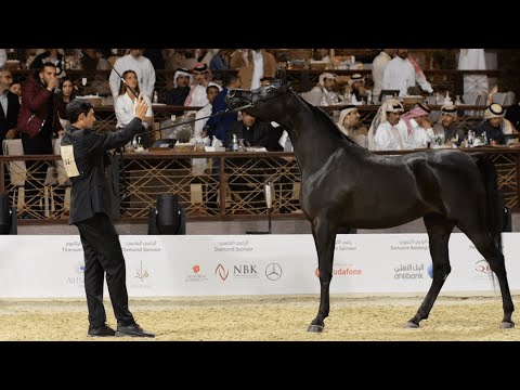 KAMAR EGA - Silver Champion Junior Filly, KIAHF 2023 Peninsula Show