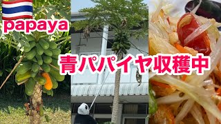 【青パパイヤ収穫】ソムタムタイ作り /バンコクvlog #タイ移住  