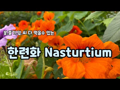 , title : '식용꽃 한련화, 잘이용하고 싶어서 공부했습니다. Health Benefits of Nasturtium'