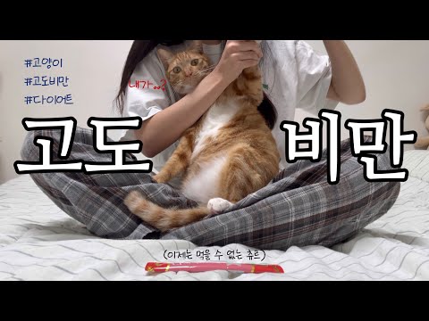 고양이계의 고도비만이 나가신다 길을 비켜라