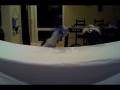Oingo Boingo Sock Puppet Music Video