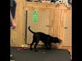 Schooner - Open a Door (By Tugging it) (DMWYD ITD)