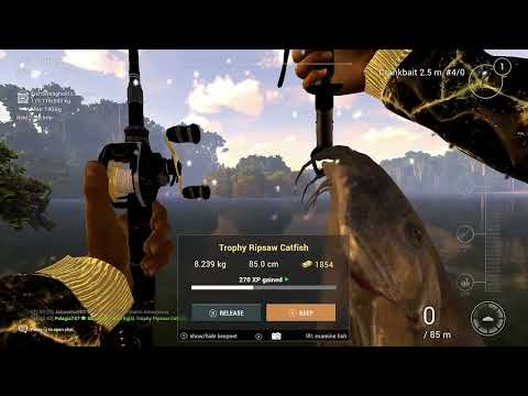 Unique Ripsaw Catfish and Trophy Ripsaw Catfish Spots on the Amazonian Maze in Brazil   Fishing Pl