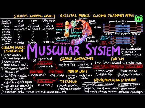 Muscular System | Animal Physiology 20 | Biology | PP Notes | Campbell 8E Ch. 50