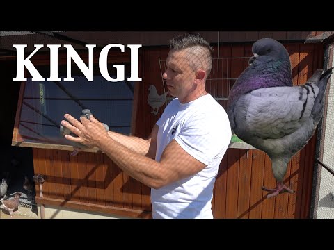 Gołębie Kingi u Prezesa Klubu Kinga: Robert Bernacki