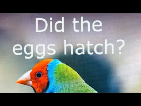 Gouldian Finch Egg Candling. Find Out If the Eggs Will Hatch Or Not