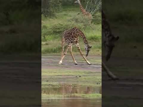 Be careful not to slip, giraffe!