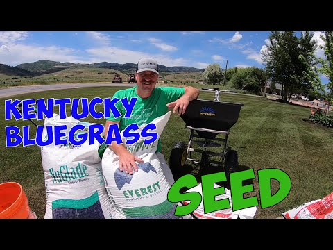 Planting kentucky bluegrass seed