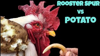 Rooster Hot Potato Spur Removal