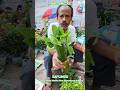 Winter Vegetables And Flowers Plant Saplings Shorts Price