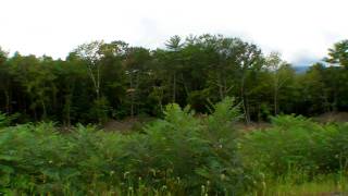 Penelope's property in Woodstock/Saugerties NY
