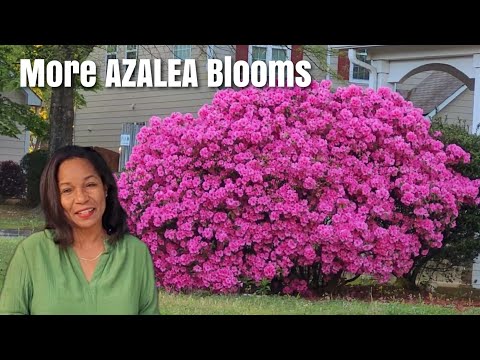 For an Abundance of Azaleas Blooms Every Year do these 6 Things