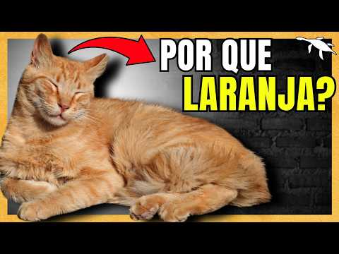 The hidden origin of the stray cat