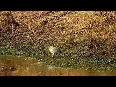 Djuma: Grey Heron - 15:04 - 08/09/21